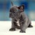 Bulldog Francês Filhotes Venda &raquo; Bulldog Frances Novo